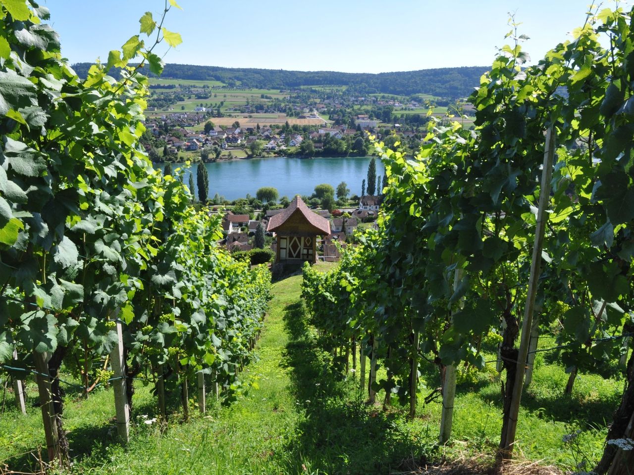 Private Degustation Wein und Käse in Stein am Rhein