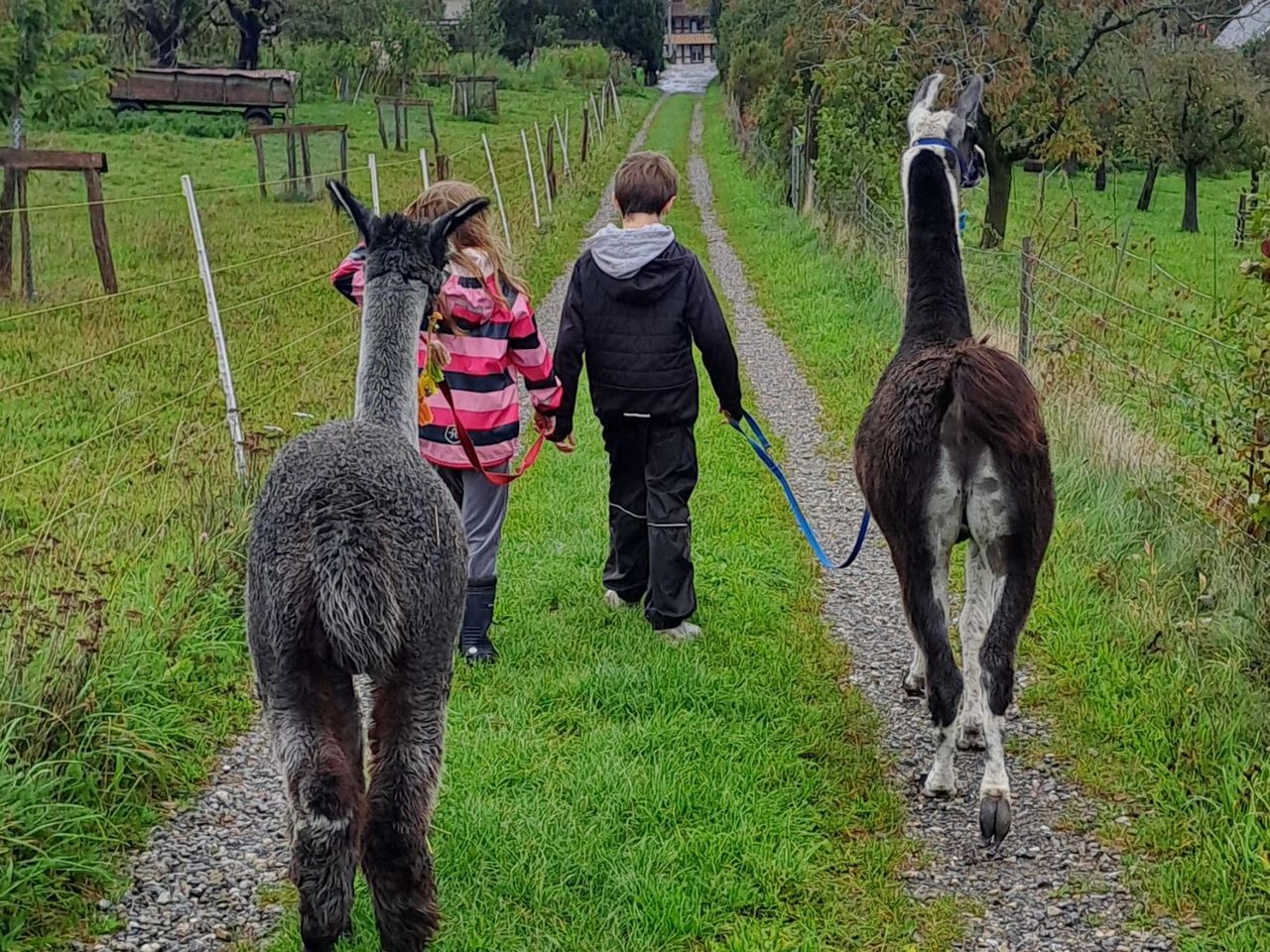 Lama und Alpakatrekking bei Bern