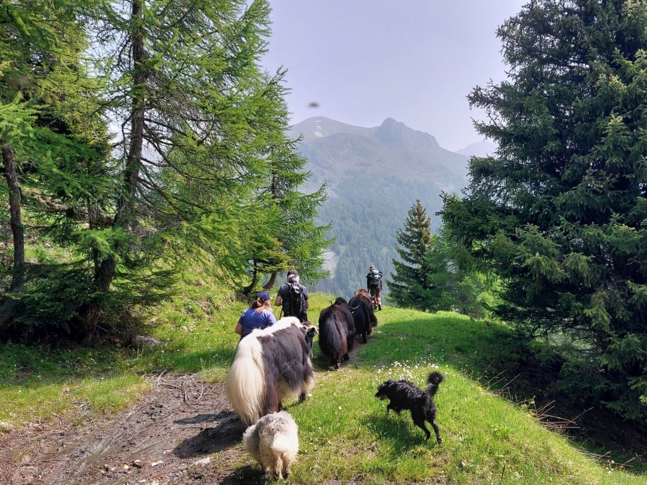 Ein Nomadenabenteuer mit Yaks zu den Wasserfällen von La Tièche