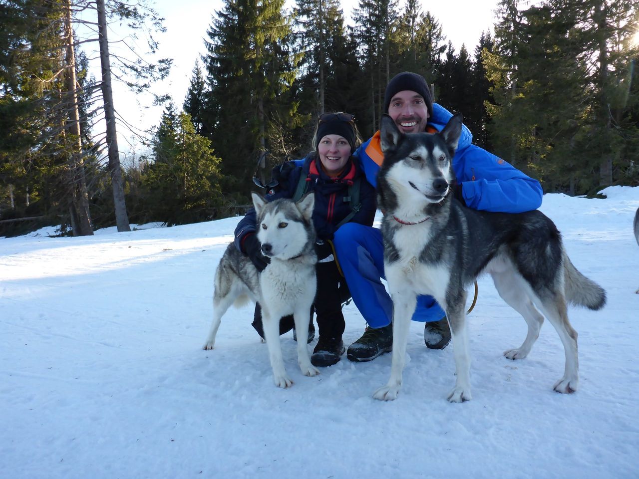 Exclusive sled dog adventure for two in Ermenswil
