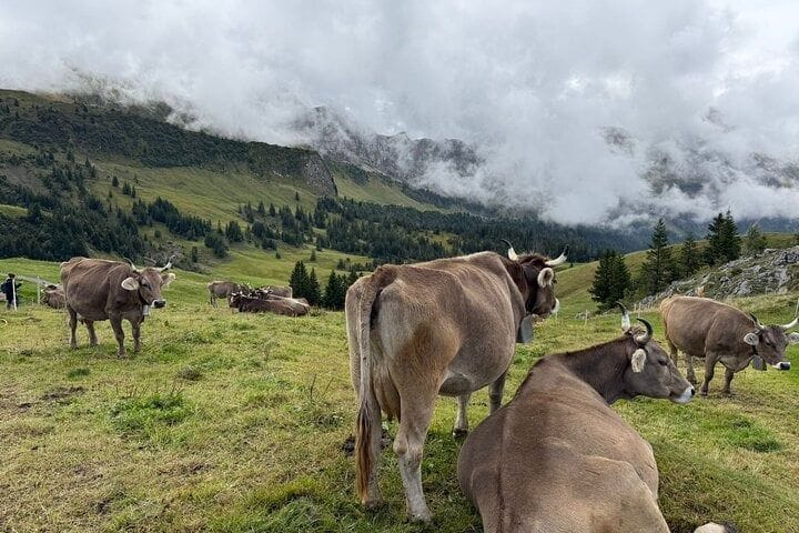Escursione privata con racchette da neve sul Lago dei Quattro Cantoni con fondue