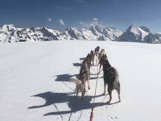 Exclusive sled dog adventure for two in Ermenswil