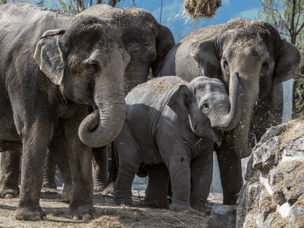 Day Ticket for Knie's Children's Zoo in Rapperswil