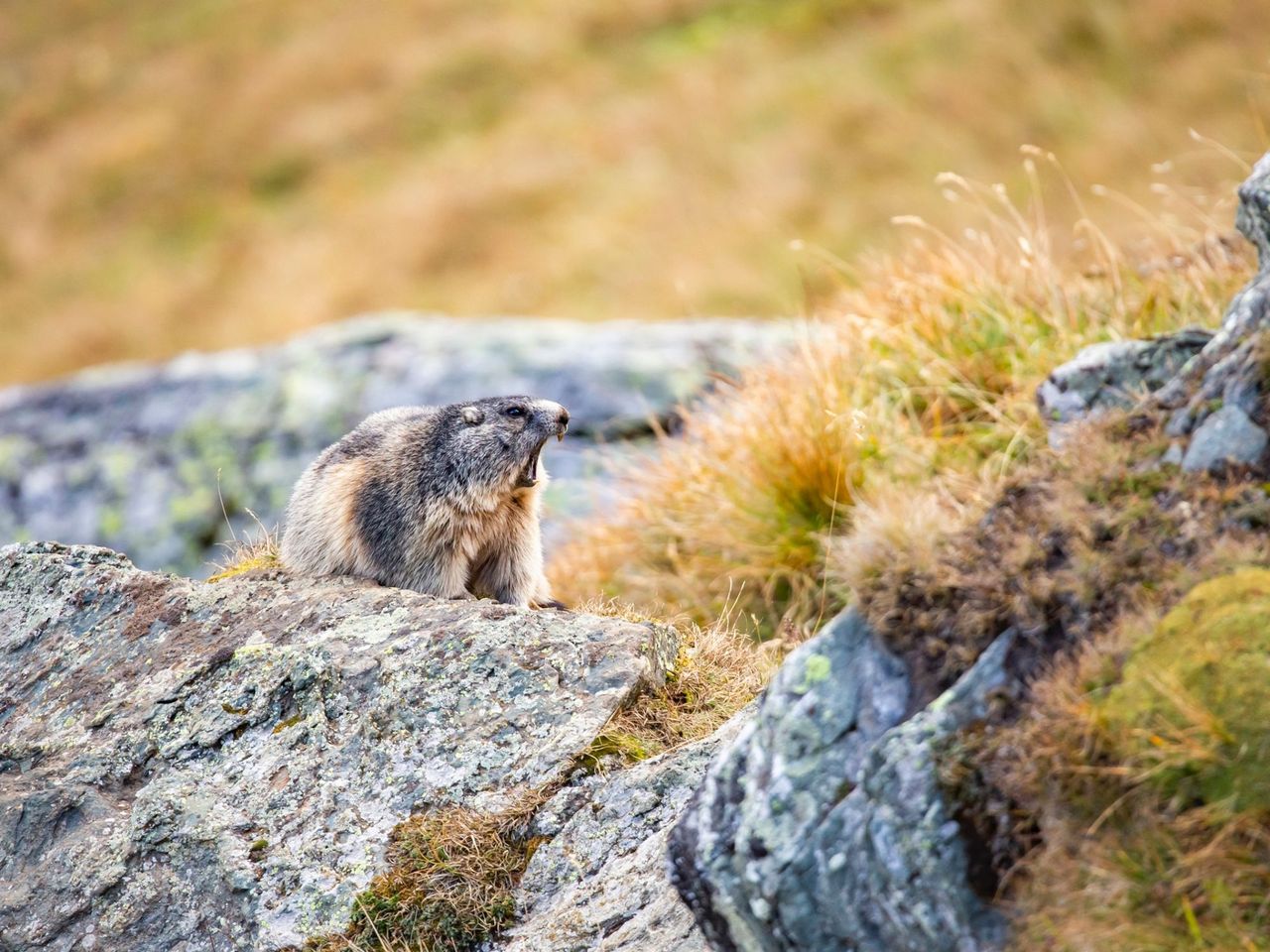 Wildtierbeobachtung Murmeltier im Heidiland