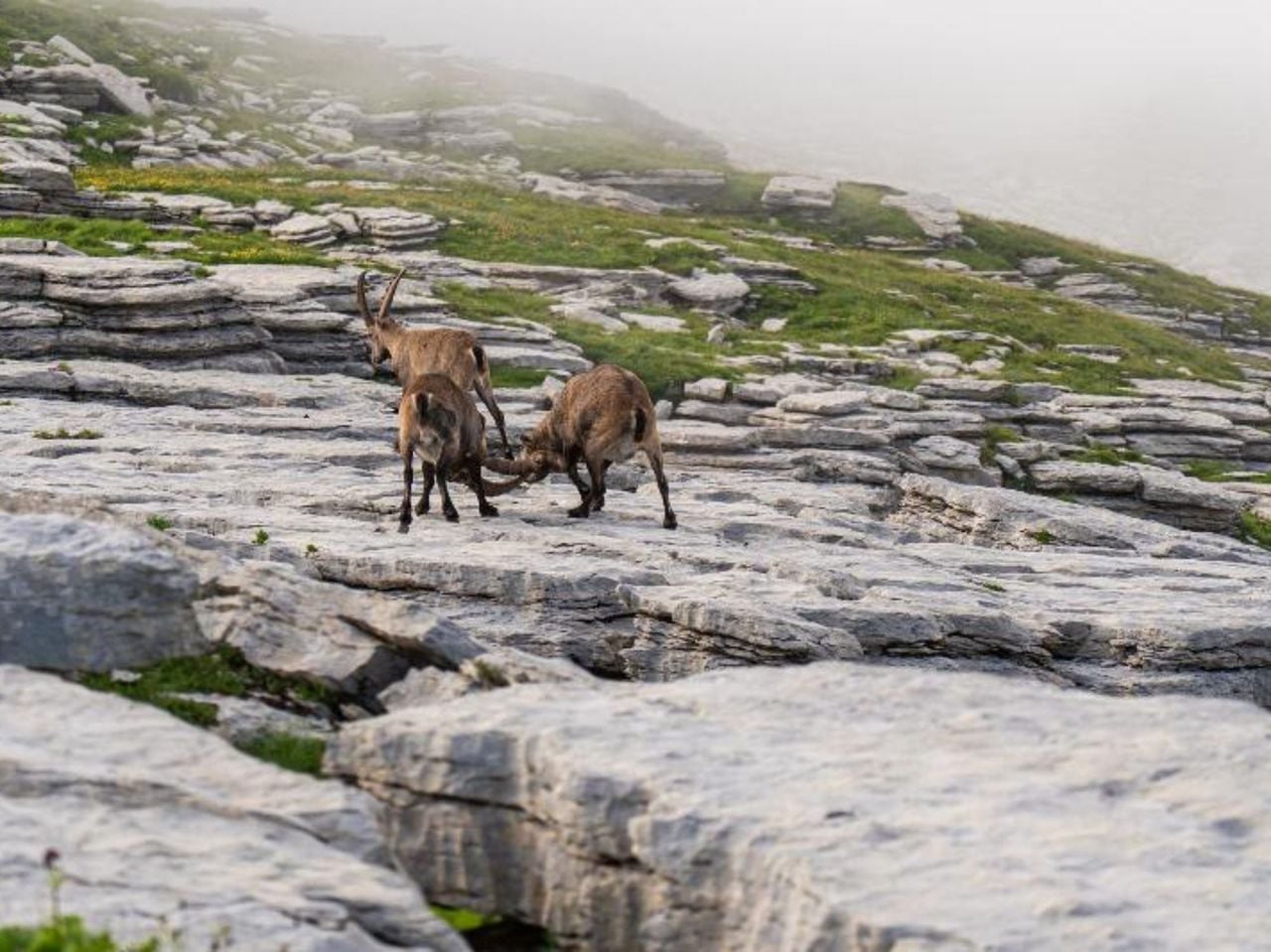 “Wild- und Naturbeobachtung Chäserrugg” Geführte Wanderung im Toggenburg