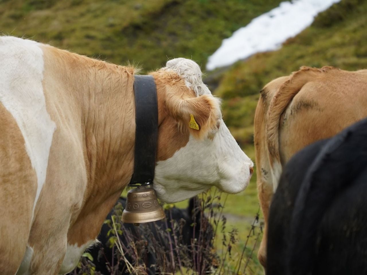 Private Tageswanderung in Engelberg ab Luzern