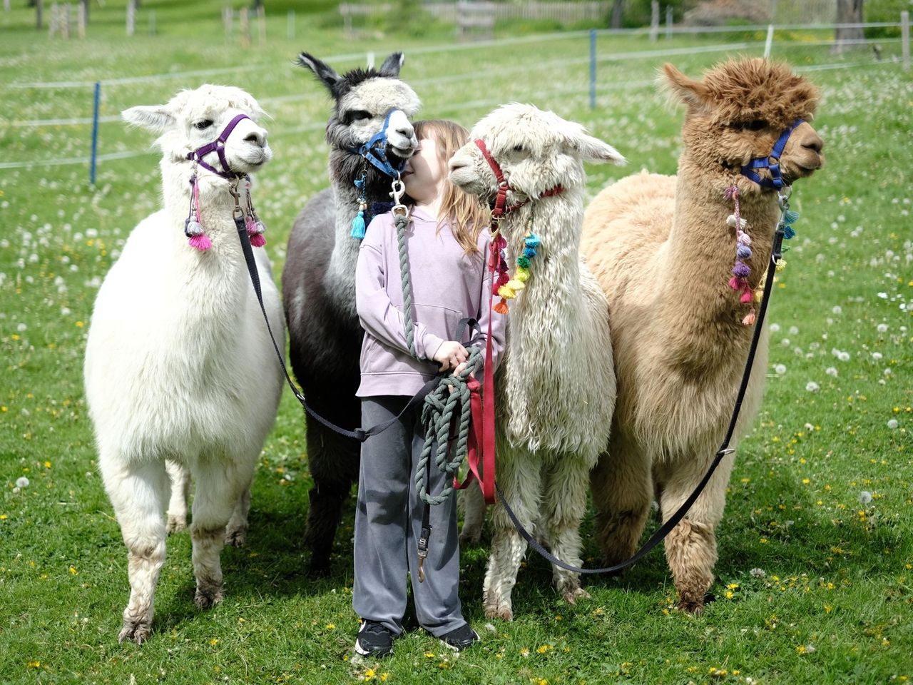 Lama und Alpakatrekking bei Bern
