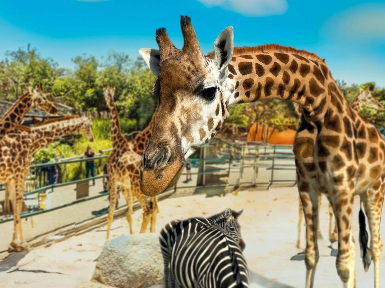 Giraffe Feeding at Knies Children’s Zoo Rapperswil