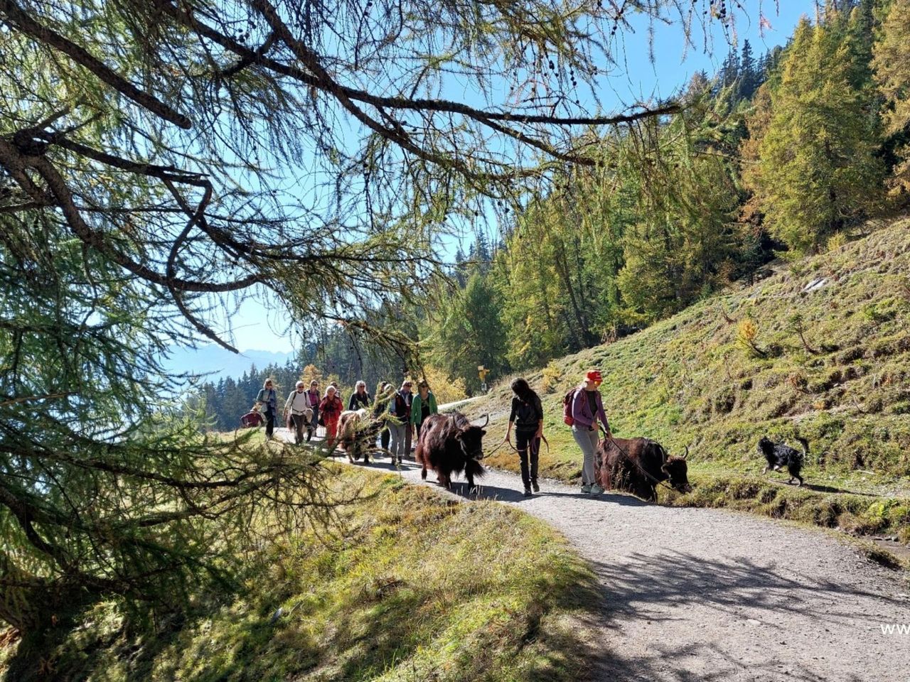Ein Nomadenabenteuer mit Yaks zu den Wasserfällen von La Tièche