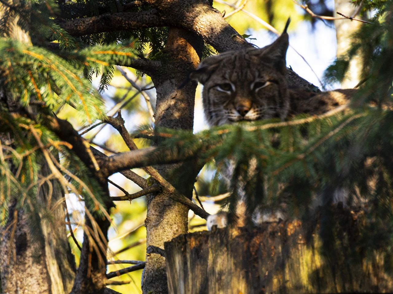 Fototour Tierpark Goldau
