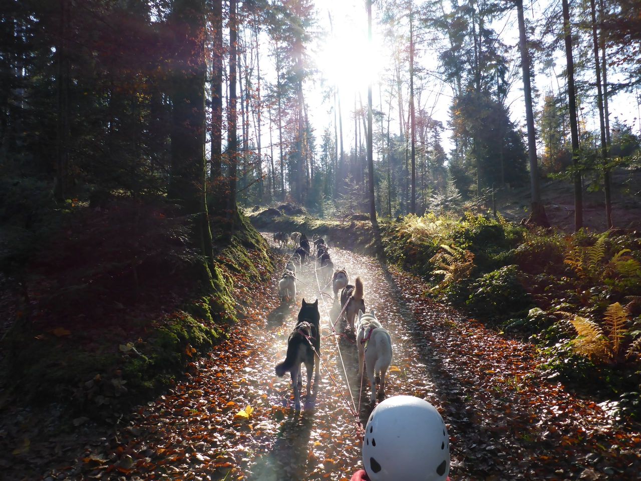 Husky Trekking with Fondue Experience in Ermenswil