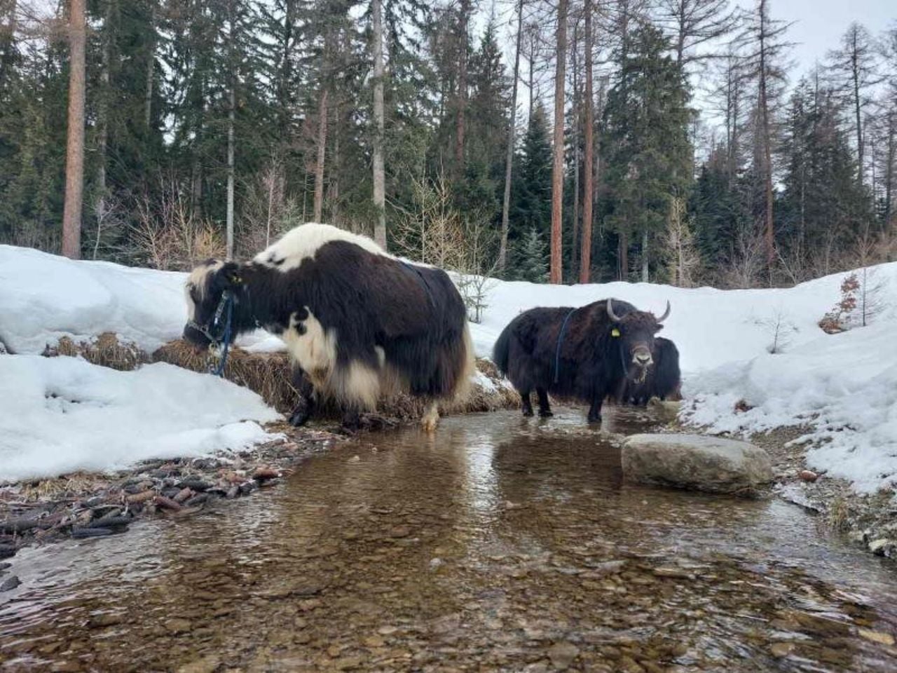 Ein Nomadenabenteuer: Mit Yaks auf Wanderschaft ab Chermignon d'en Haut