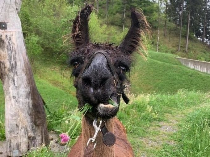 Lama und Alpaka Schnuppertour Liechtenstein