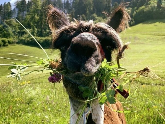 Lama und Alpaka Schnuppertour Liechtenstein