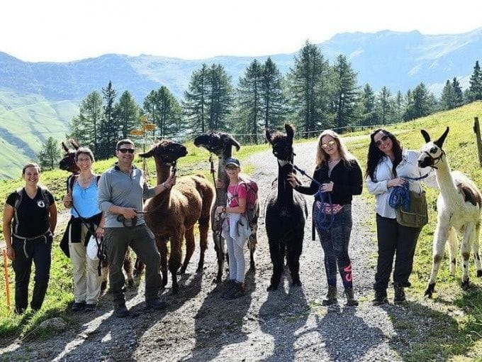 Lama und Alpaka Schnuppertour Liechtenstein