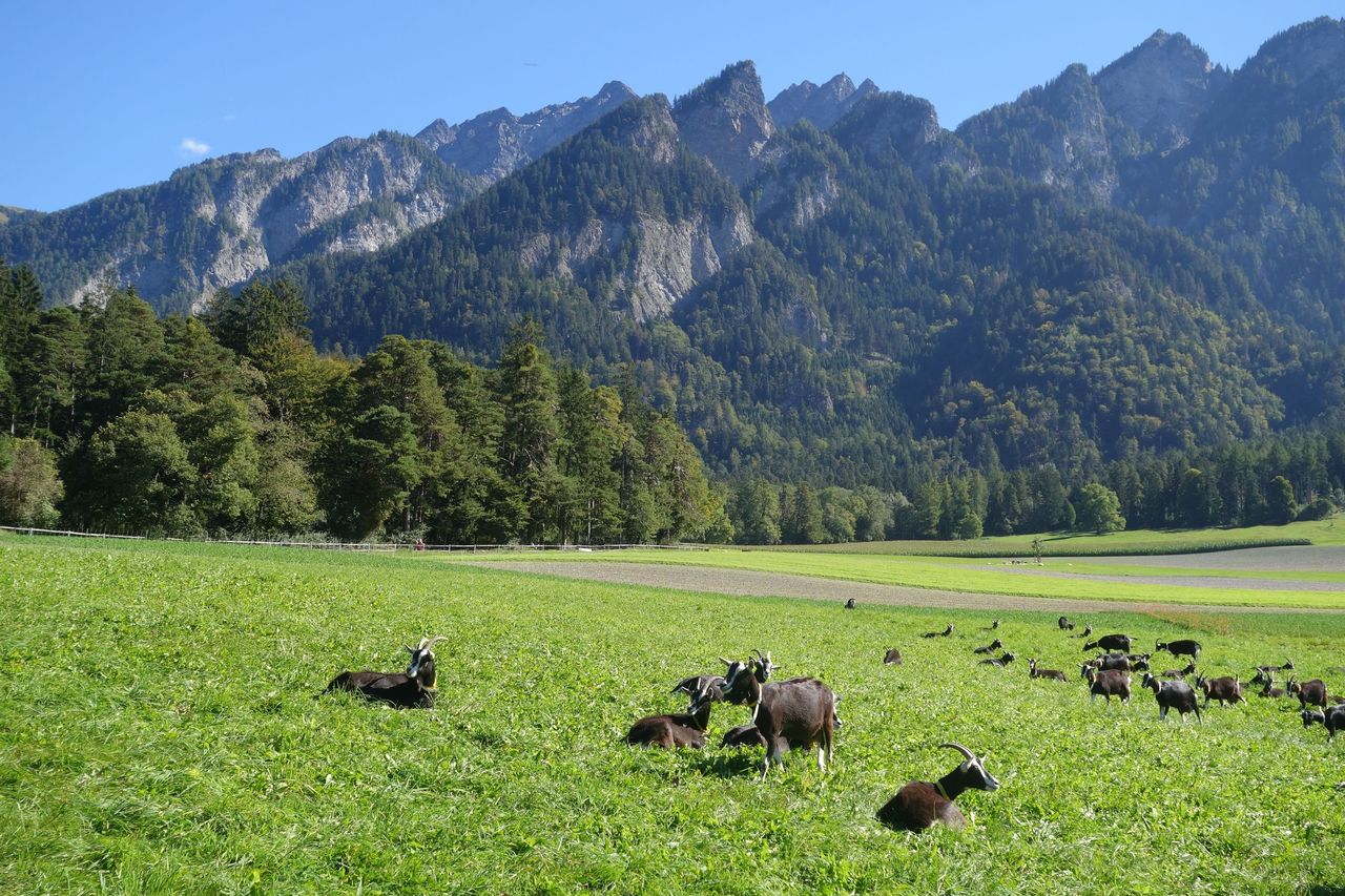 Wanderung auf dem Churer Höhenweg mit 3-Gang-Menü in drei Restaurants