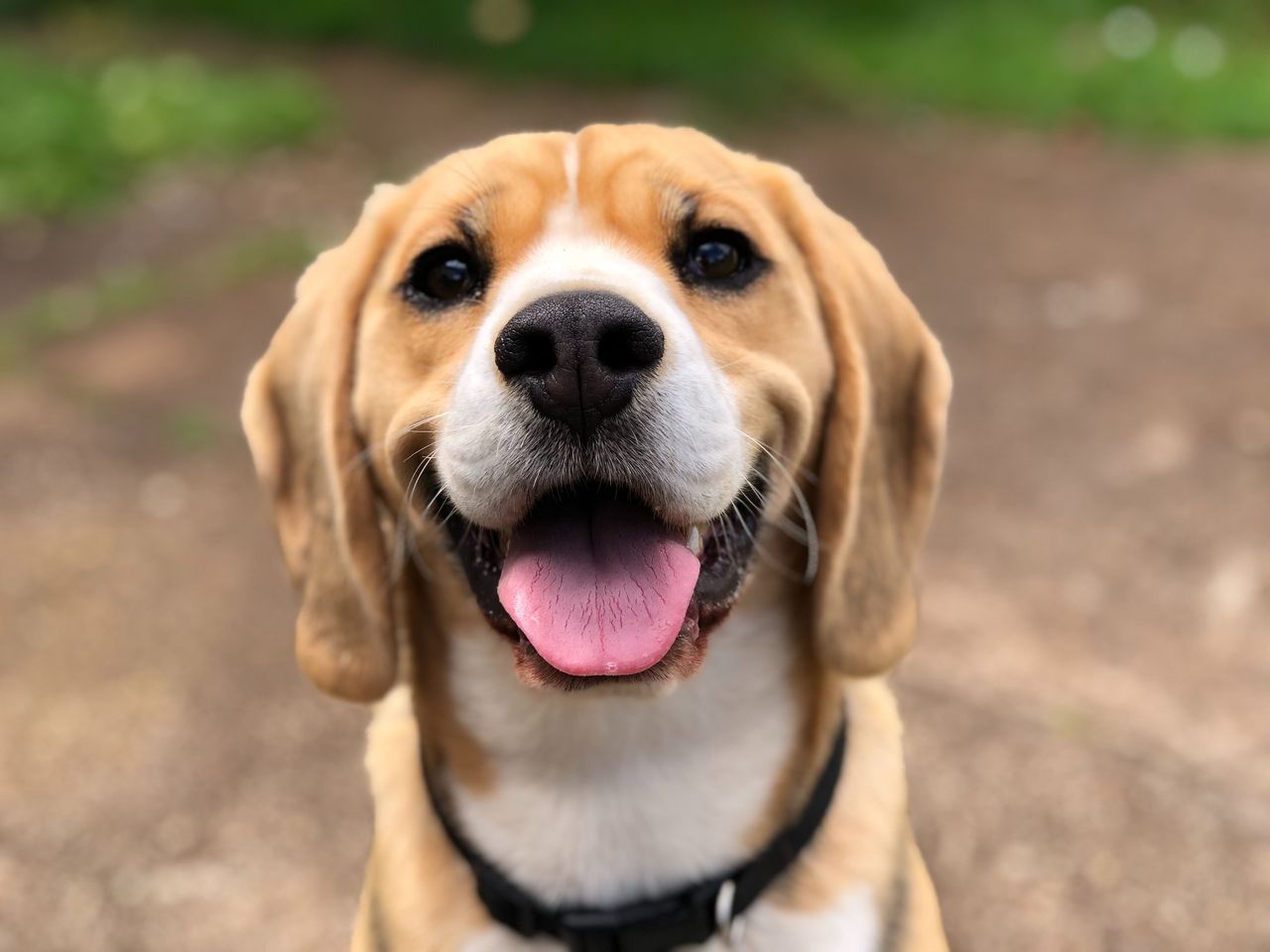 Avec mon chien