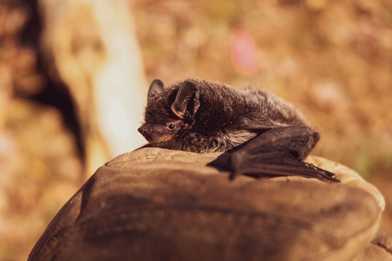 Fledermaus