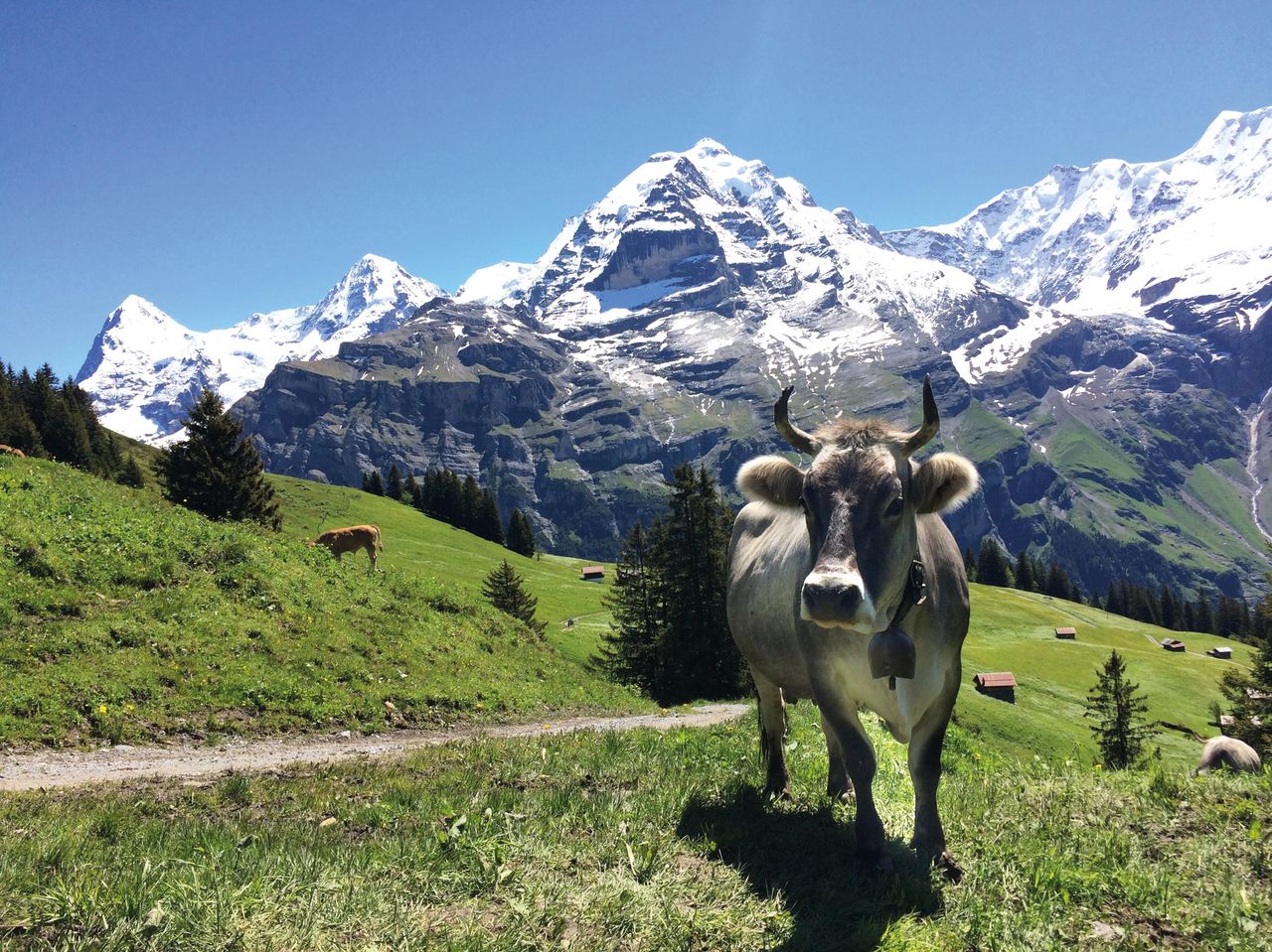 Cow Trails: Alpine Farming & Delight