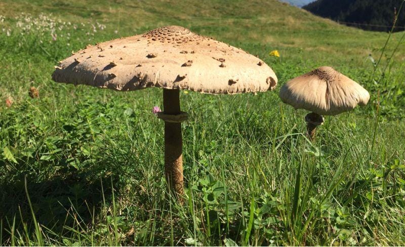 Guest entertainment: Mushroom picking in the morning