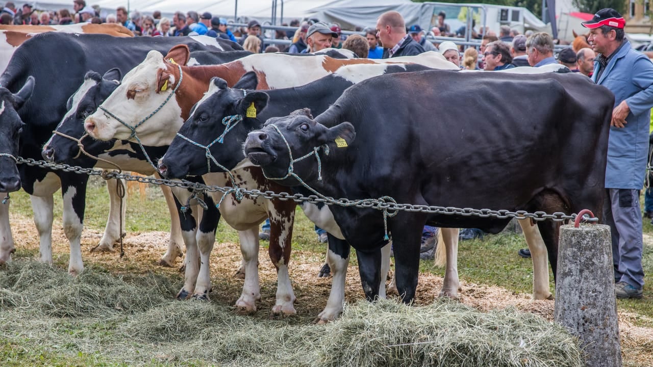 Foire de Chaindon, Reconvilier