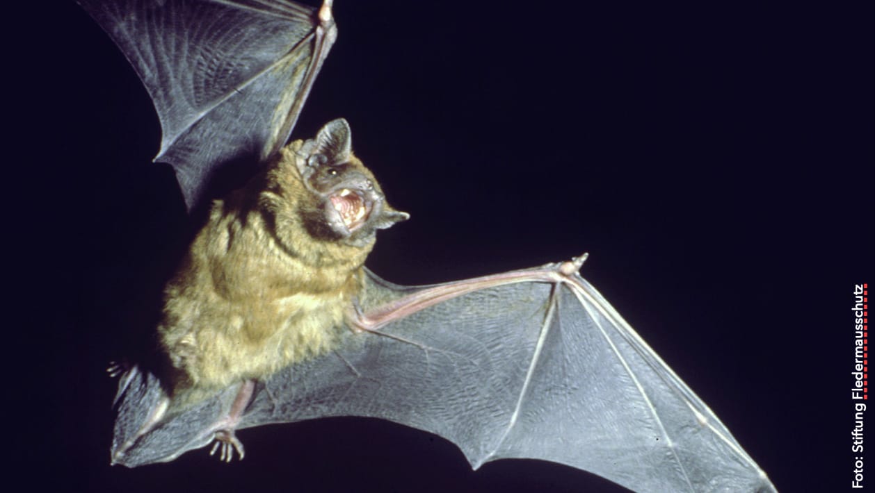 Excursion chauves-souris Werdinsel