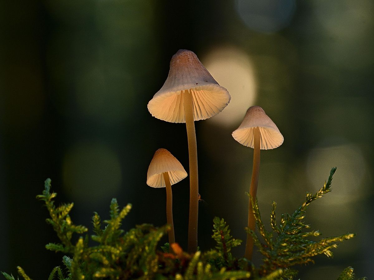 Introduction to the World of Mushrooms