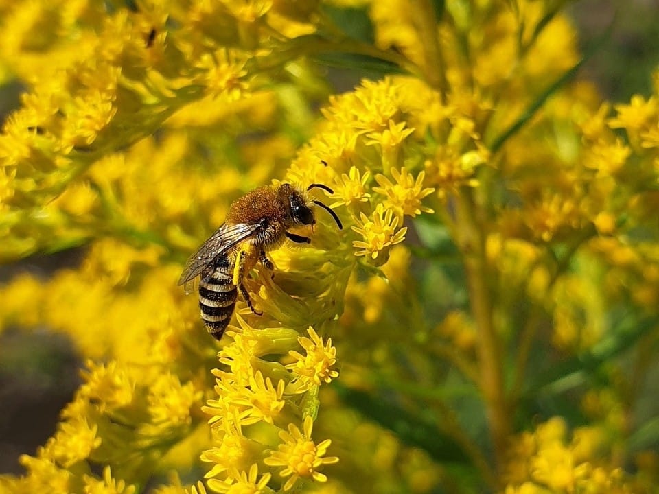 Support for Wild Bees