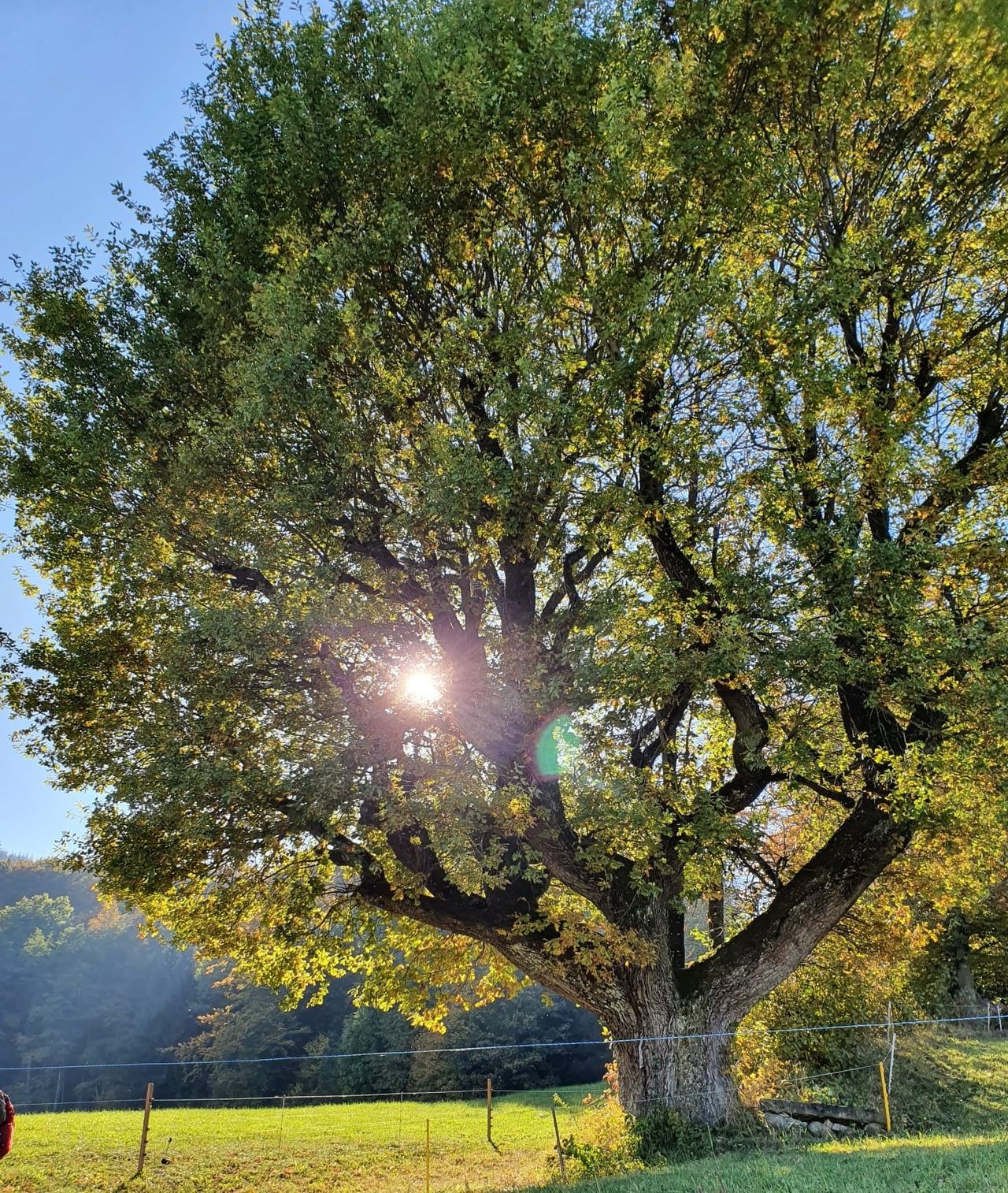 Discovery hike to “powerful trees”