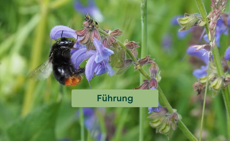 Biodiversity tour in the cloister garden