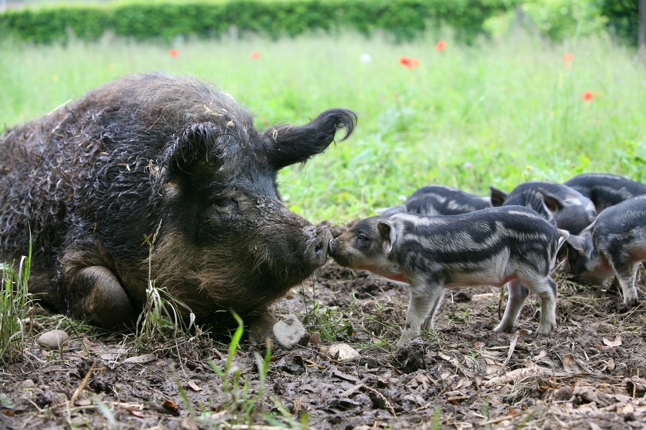 Animal park tour: a visit to the Mangalica pig and capercaillie