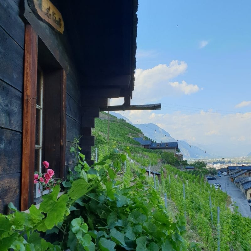 Visite guidée de Plan-Cerisier et son vignoble [EN]
