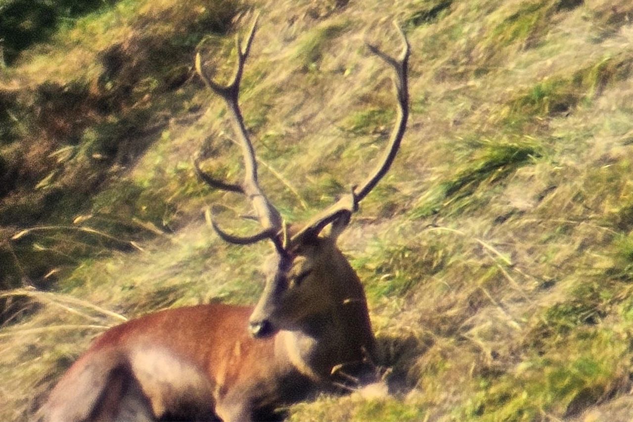 Wildbeobachtung zur Hirschbrunft im Durnachtal, 21. September 2026