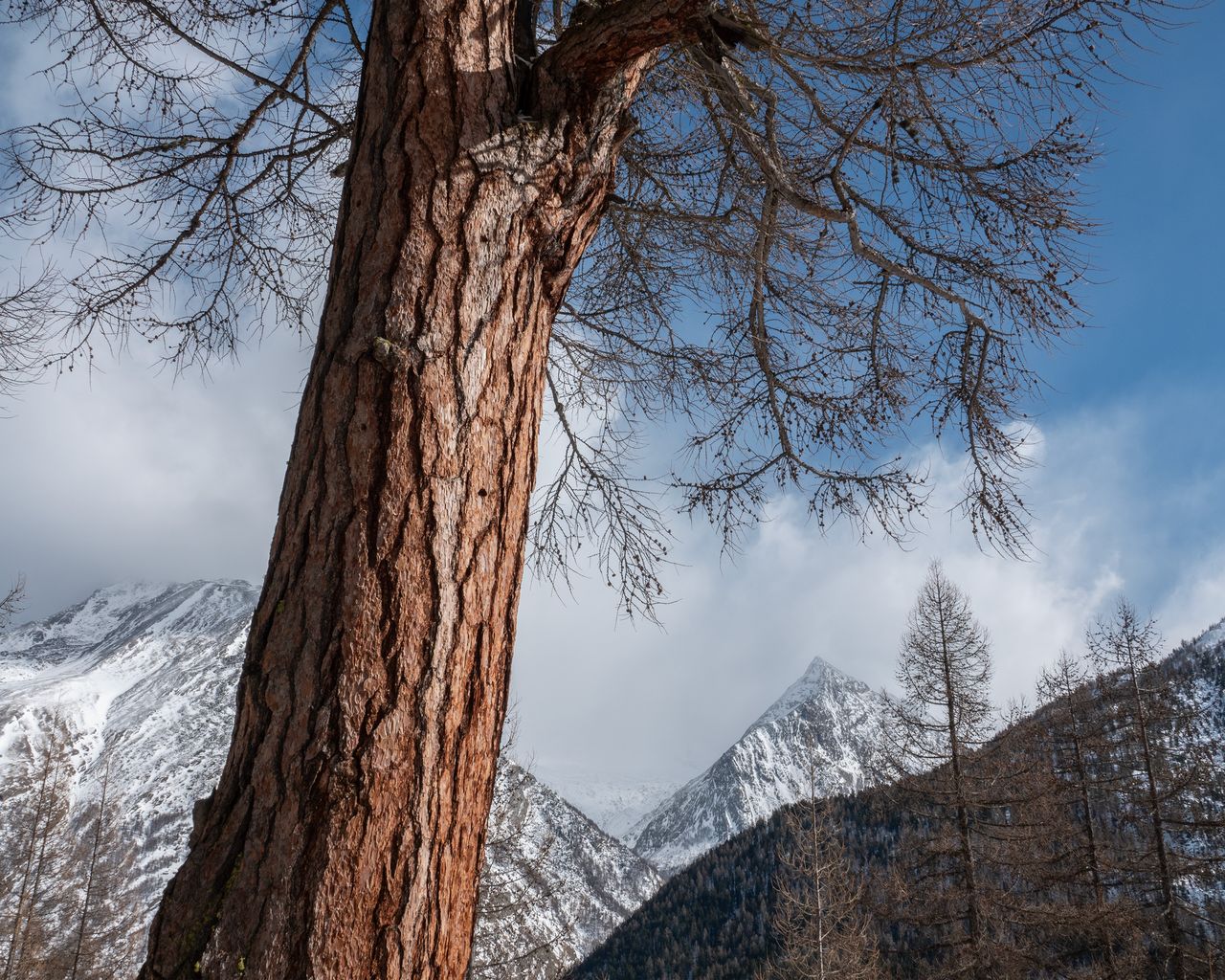 Carl-Zuckmayer-Winterwanderweg