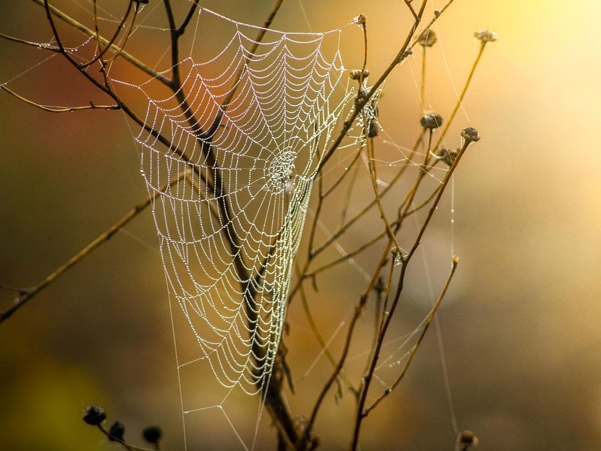 Nature’s networkers