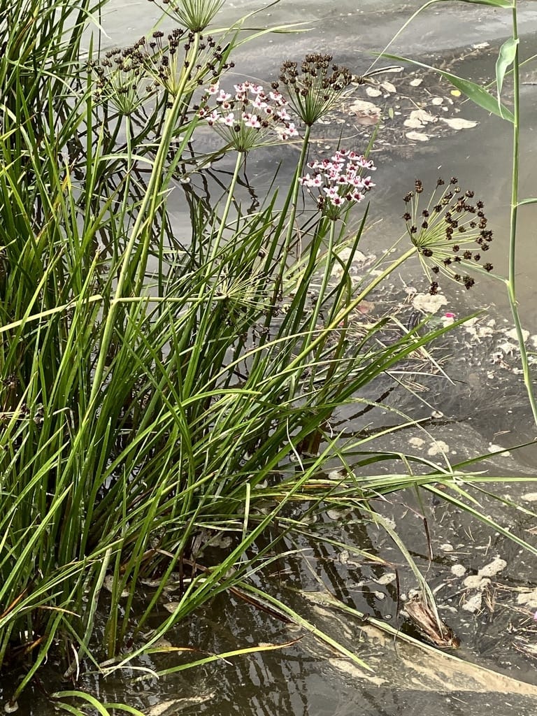 Botanical excursion at Emme canal