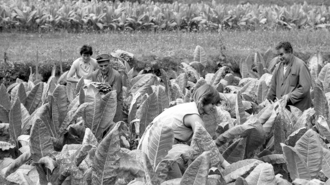 The History of Tobacco in Brusio