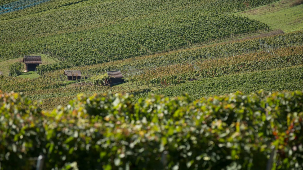 Blauburgunderland Panoramaweg