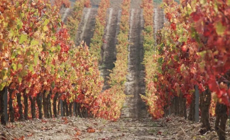 Alpen & Reben Die Südtiroler Wein-Tavolata