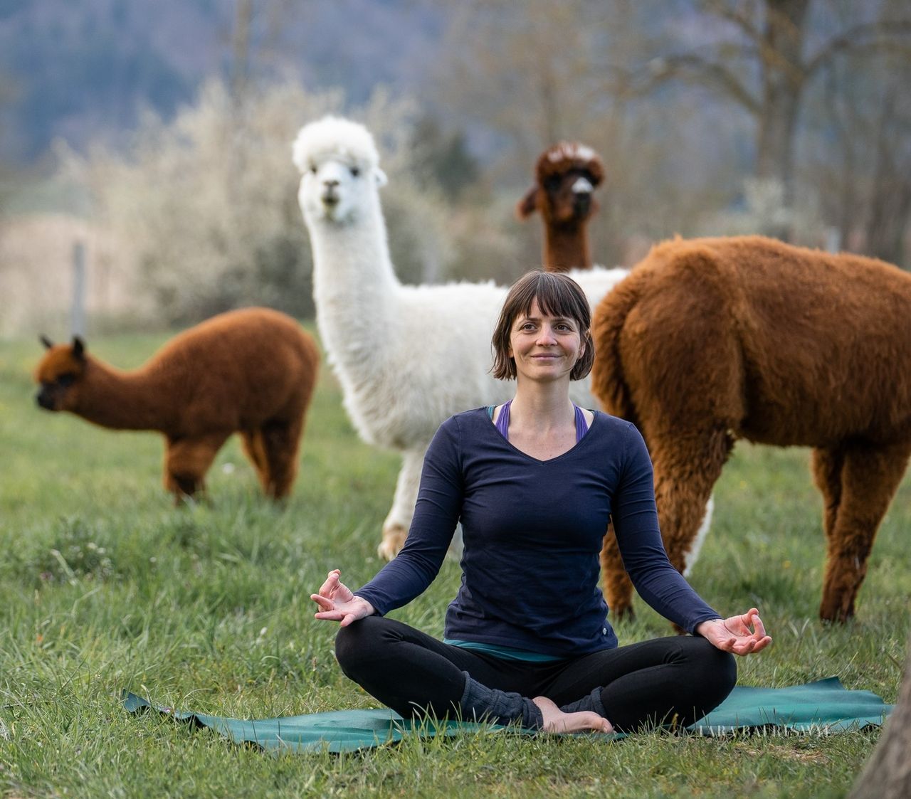 Yoga inmitten Alpakas-Schönenberg ZH