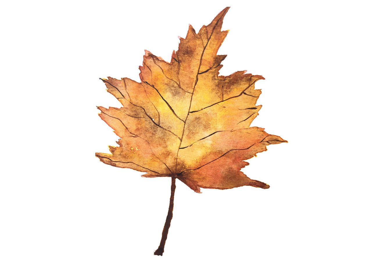 Sortie d’automne