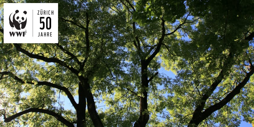 Mythen, Märchen und Nutzen unserer Waldbäume