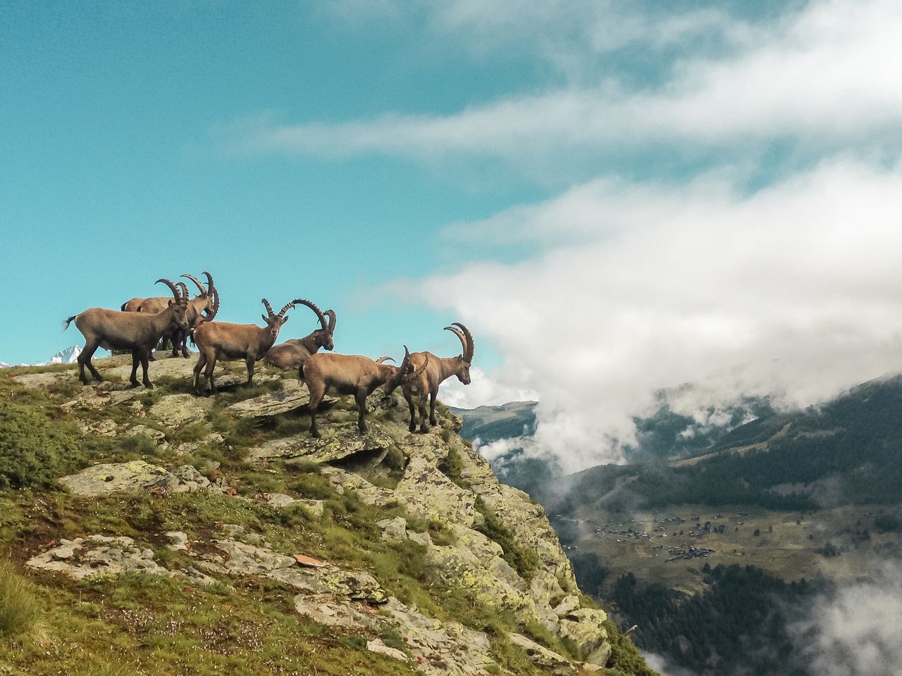Wildtierbeobachtung