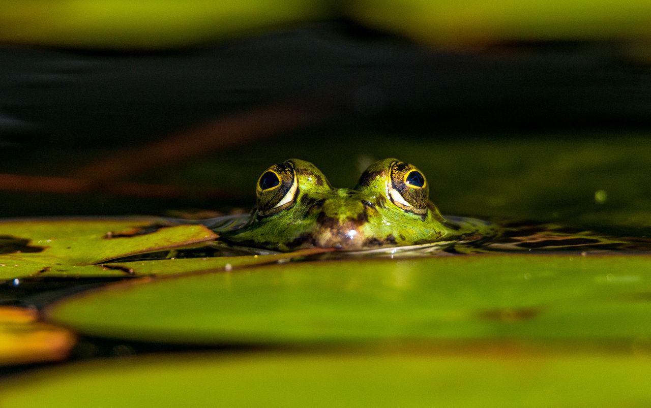 Lehrgang Naturnahe Teichgestaltung