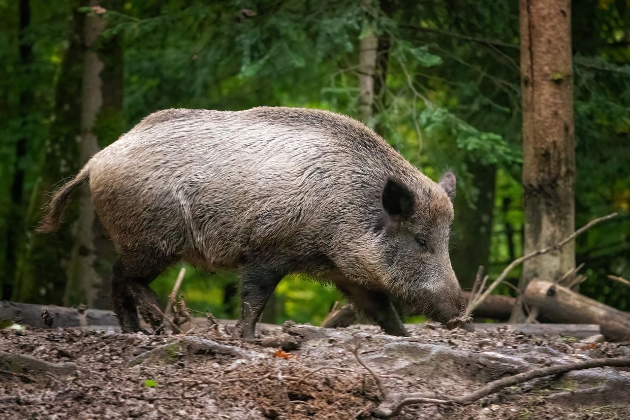 Wild Boar Safari
