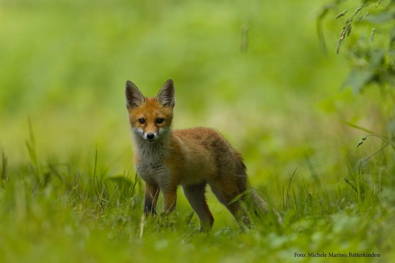 Le renard