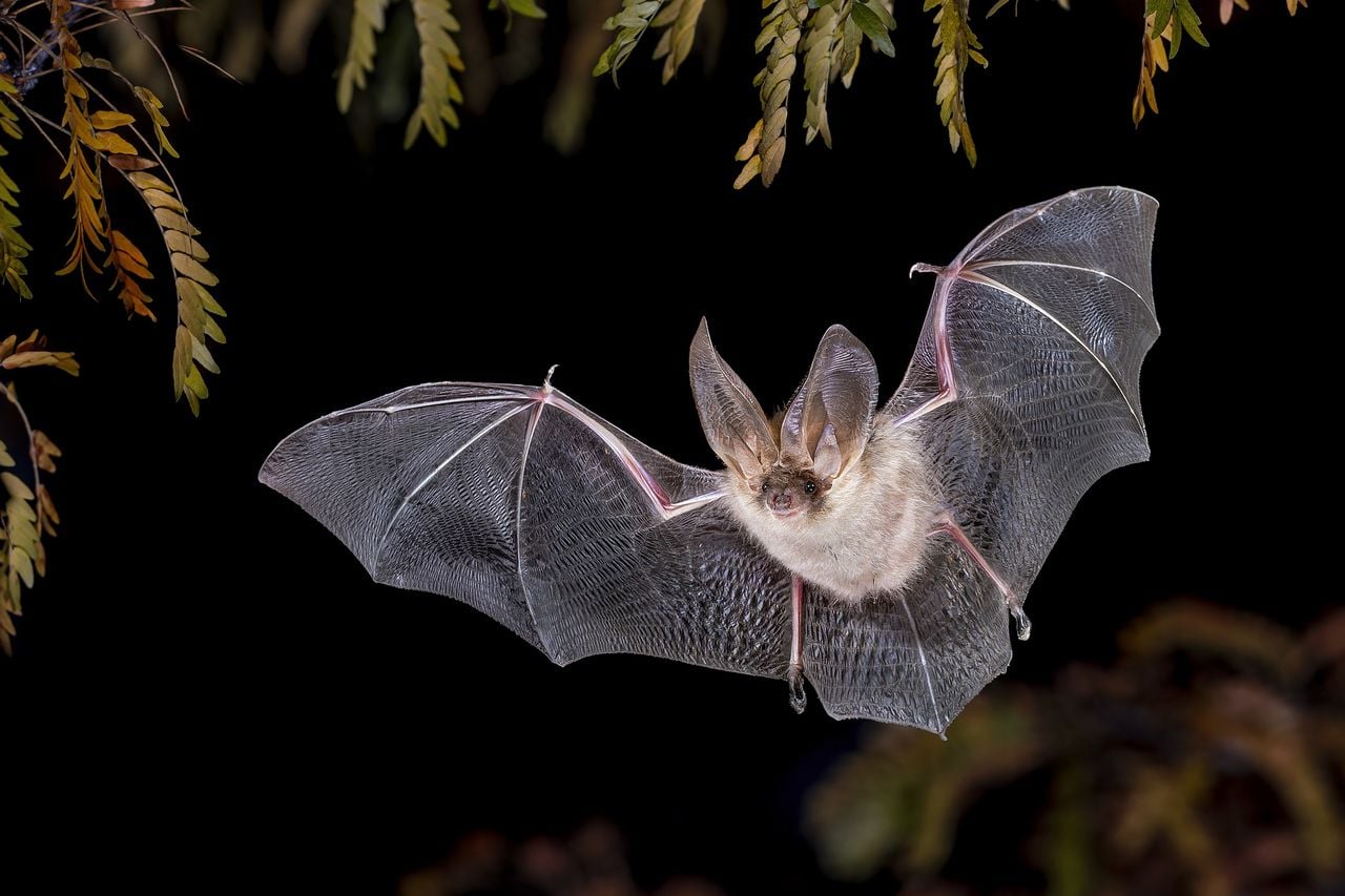 Wildlife watching bat