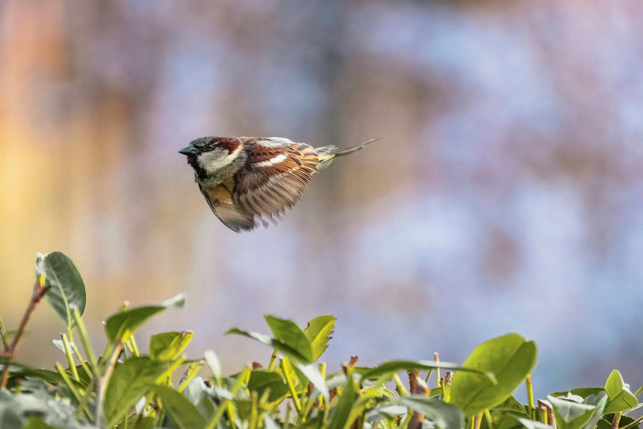 Nature Writing with optional reading