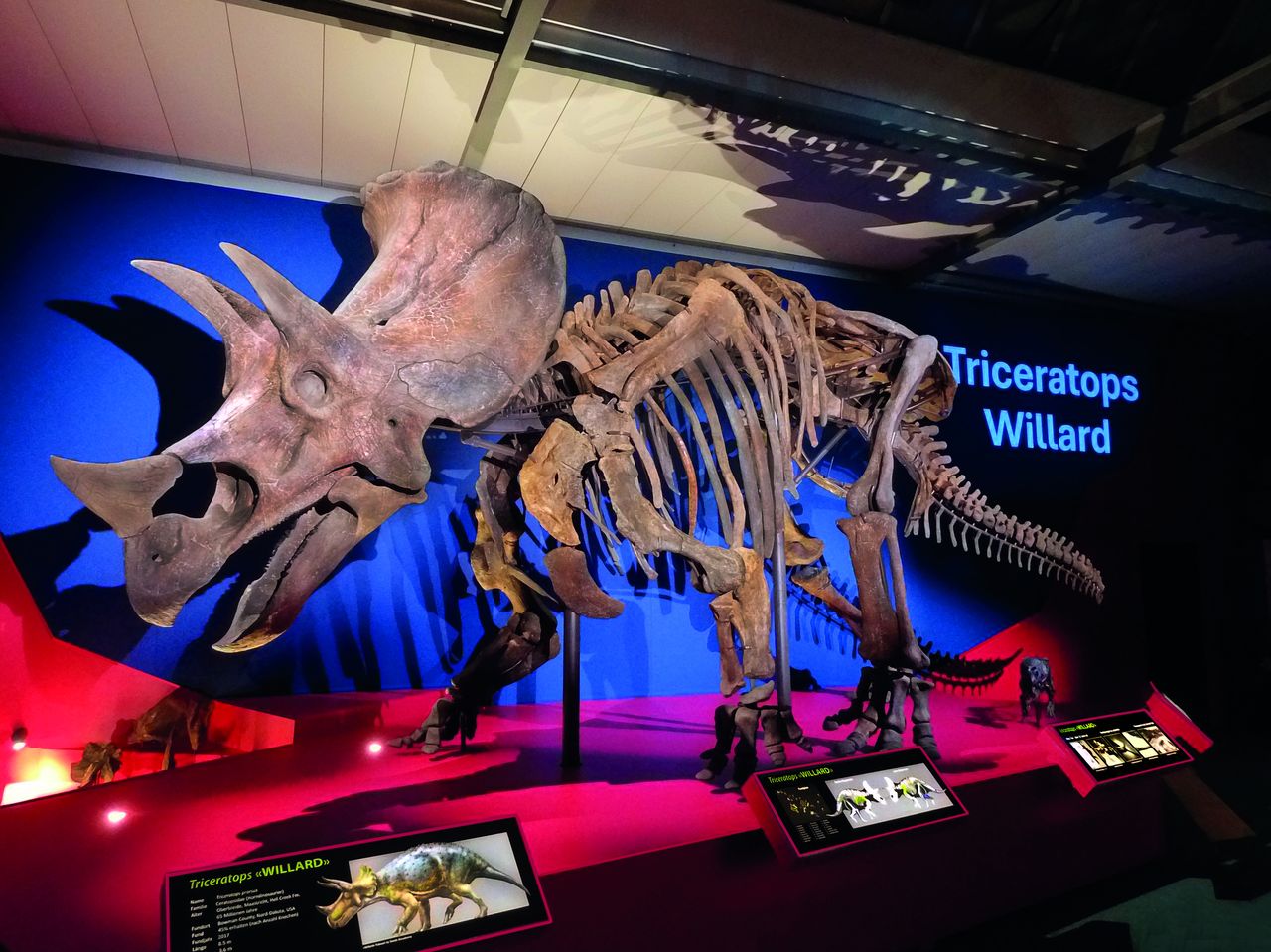 «Willard» - the world’s largest Triceratops