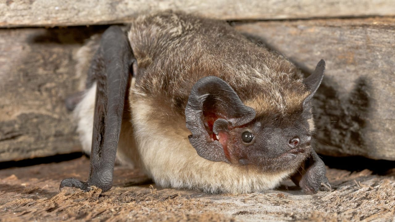 Bat talk - Secret queens of the night